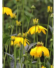 Rudbeckia laciniata