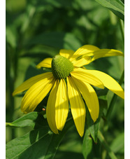 Rudbeckia laciniata 'Starcadia Razzle Dazzle'