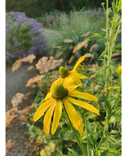 Rudbeckia laciniata 'Starcadia Razzle Dazzle'