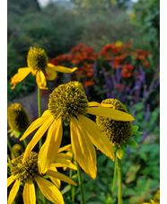 Rudbeckia laciniata 'Starcadia Razzle Dazzle'