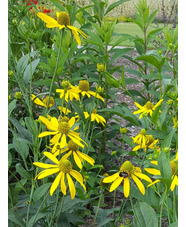 Rudbeckia laciniata 'Starcadia Razzle Dazzle'