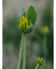 Rudbeckia maxima 'Golda Emanis'