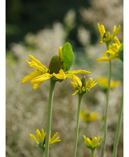 Rudbeckia maxima 'Golda Emanis'