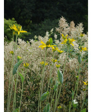 Rudbeckia maxima 'Golda Emanis'