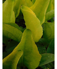 Rudbeckia maxima 'Golda Emanis'