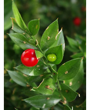 Ruscus aculeatus