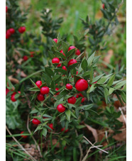 Ruscus aculeatus