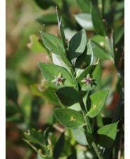 Ruscus aculeatus