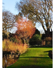 Salix alba var. vitellina 'Britzensis'