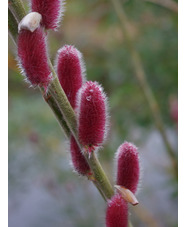 Salix gracilistyla 'Mount Aso'