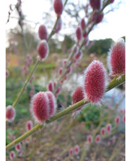 Salix gracilistyla 'Mount Aso'