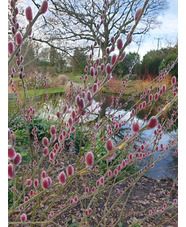 Salix gracilistyla 'Mount Aso'