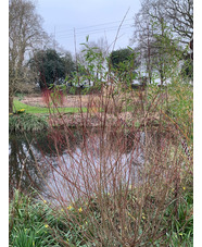 Salix purpurea 'Nancy Saunders'