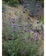 Salvia 'Allen Chickering'