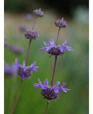 Salvia 'Allen Chickering'