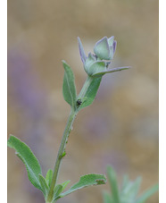 Salvia 'Allen Chickering'