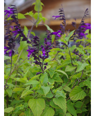 Salvia 'Amistad'