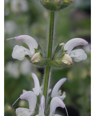 Salvia argentea