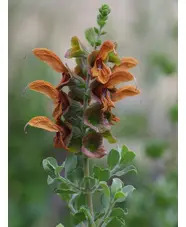 Salvia aurea