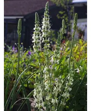 Salvia austriaca