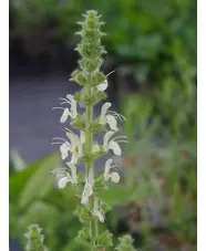 Salvia austriaca