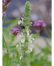 Salvia austriaca