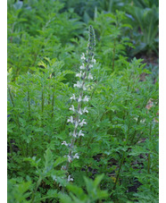 Salvia austriaca