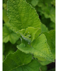 Salvia campanulata
