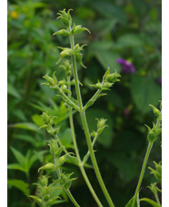 Salvia campanulata