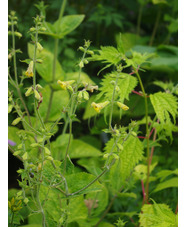 Salvia campanulata