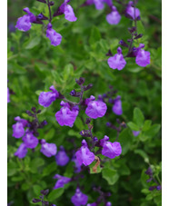 Salvia 'Cavaliero Celeste'
