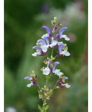 Salvia chamelaeagnea
