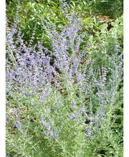 Salvia 'Filigran'