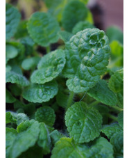 Salvia flava var. megalantha