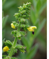 Salvia flava var. megalantha