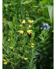 Salvia flava var. megalantha