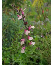 Salvia greggii 'Strawberries and Cream'