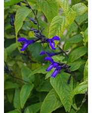 Salvia guaranitica 'Black and Blue'