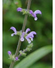 Salvia halophila