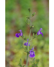Salvia interrupta