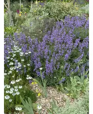 Salvia lavandulifolia