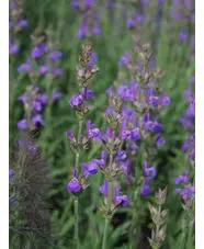 Salvia lavandulifolia
