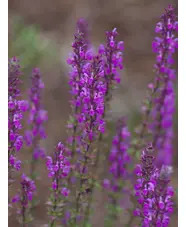 Salvia nemorosa 'Amethyst'
