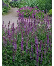 Salvia nemorosa 'Amethyst'