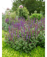 Salvia nemorosa 'Caradonna'