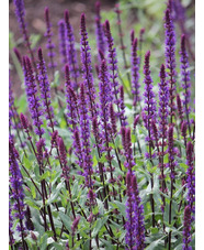 Salvia nemorosa 'Caradonna'