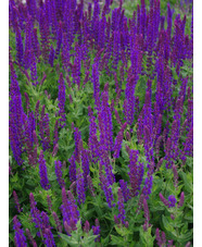 Salvia nemorosa 'Ostfriesland'