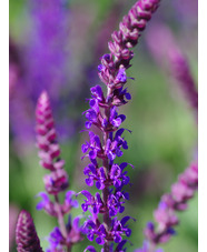 Salvia nemorosa 'Ostfriesland'