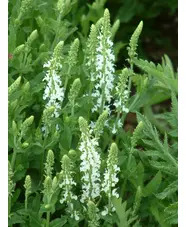 Salvia x sylvestris 'Schneeh&uuml;gel'