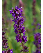 Salvia nemorosa 'Wesuwe'